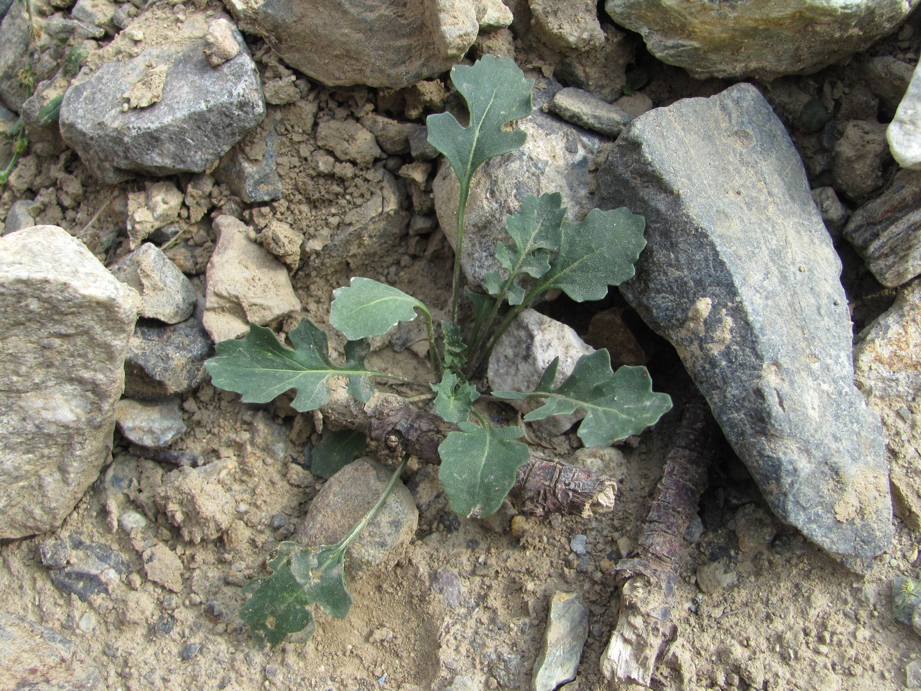 Image of familia Brassicaceae specimen.