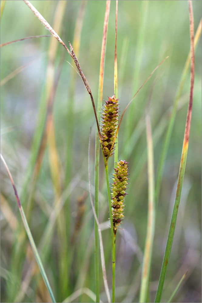 Image of Carex rostrata specimen.