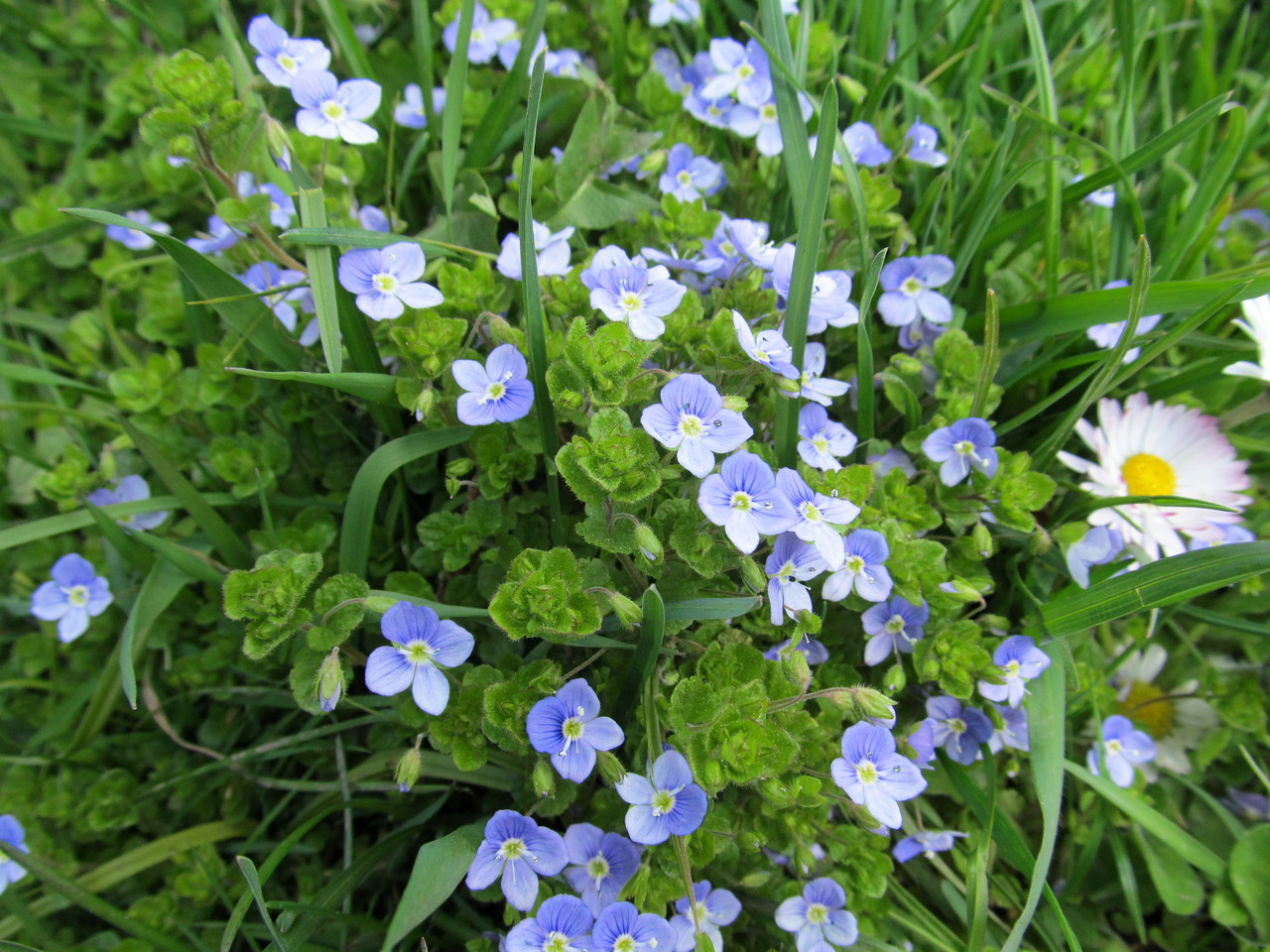 Изображение особи Veronica filiformis.