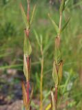 Epilobium glandulosum