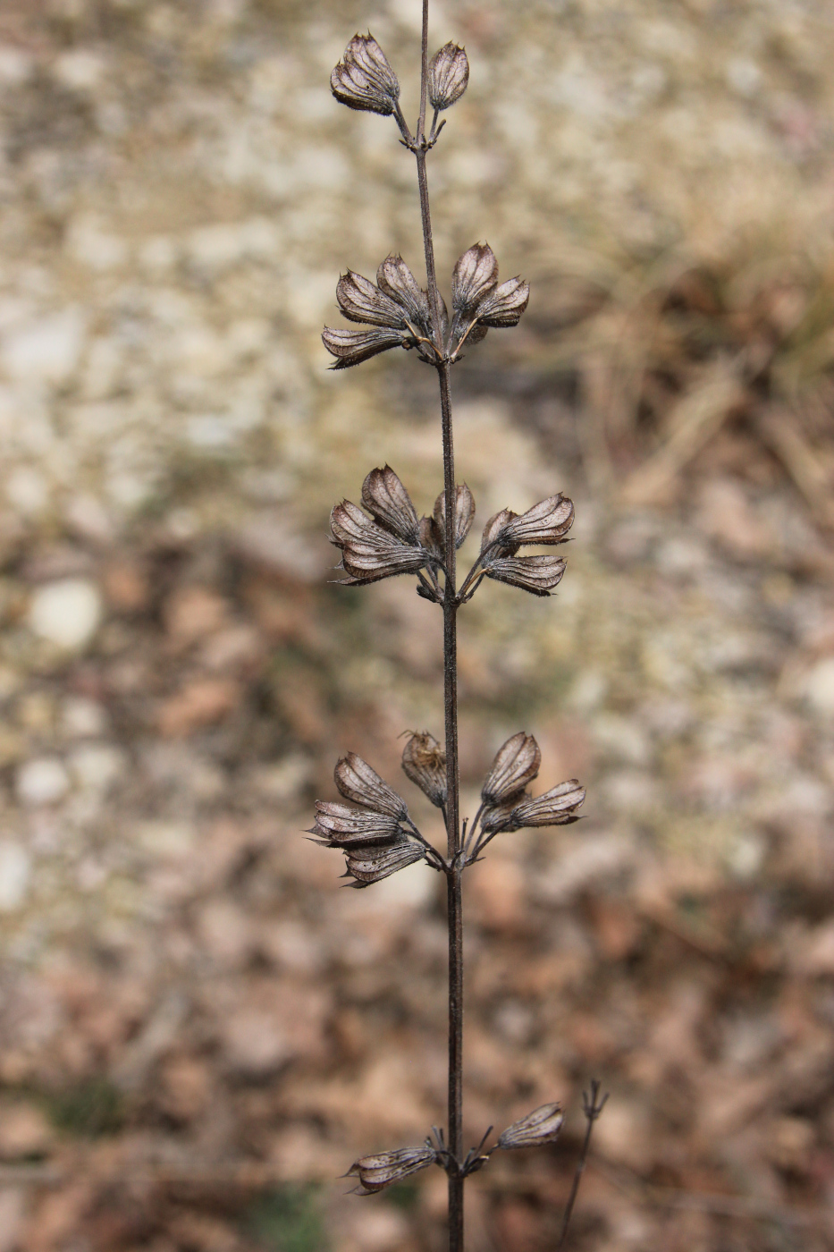 Image of Salvia ringens specimen.
