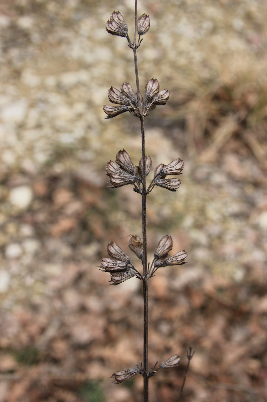 Изображение особи Salvia ringens.