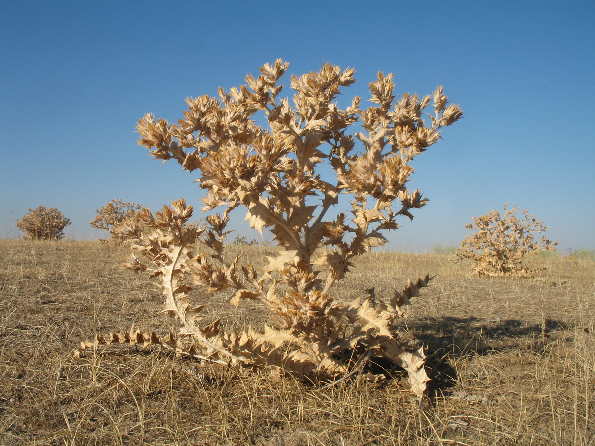 Image of Cousinia syrdarjensis specimen.