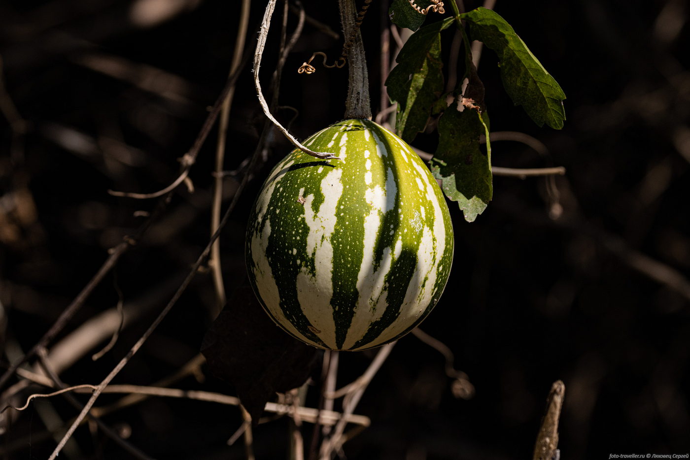 Изображение особи Polyclathra cucumerina.