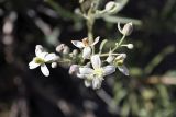 Clematis songorica