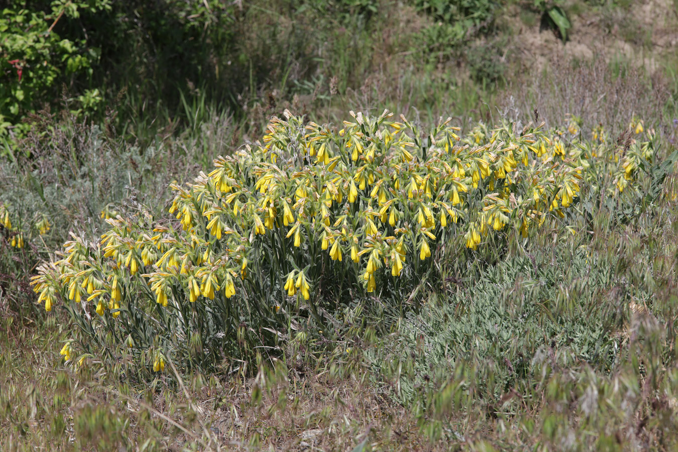 Image of Onosma taurica specimen.