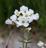 Cardamine pratensis