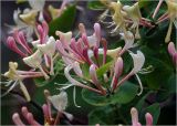 Lonicera caprifolium. Соцветия с бутонами и цветками. Московская обл., Раменский р-н, окр. дер. Хрипань, садовый участок. 31.05.2023.