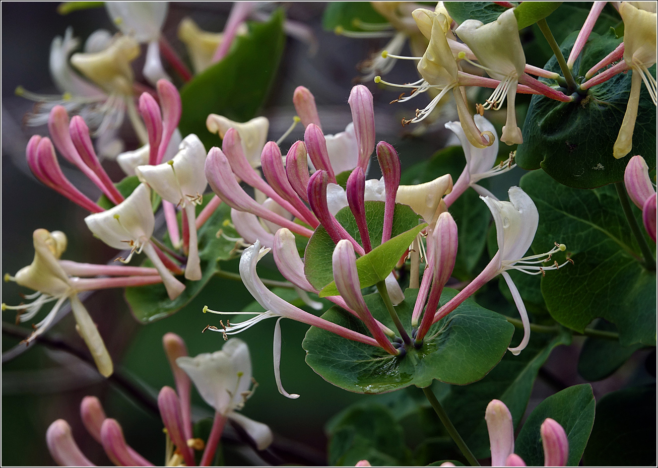 Изображение особи Lonicera caprifolium.