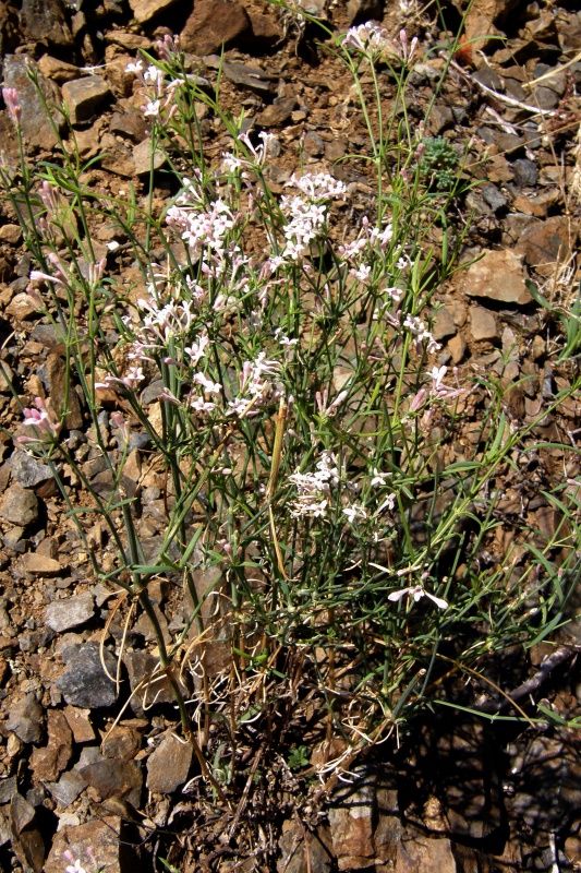 Image of Asperula tenella specimen.