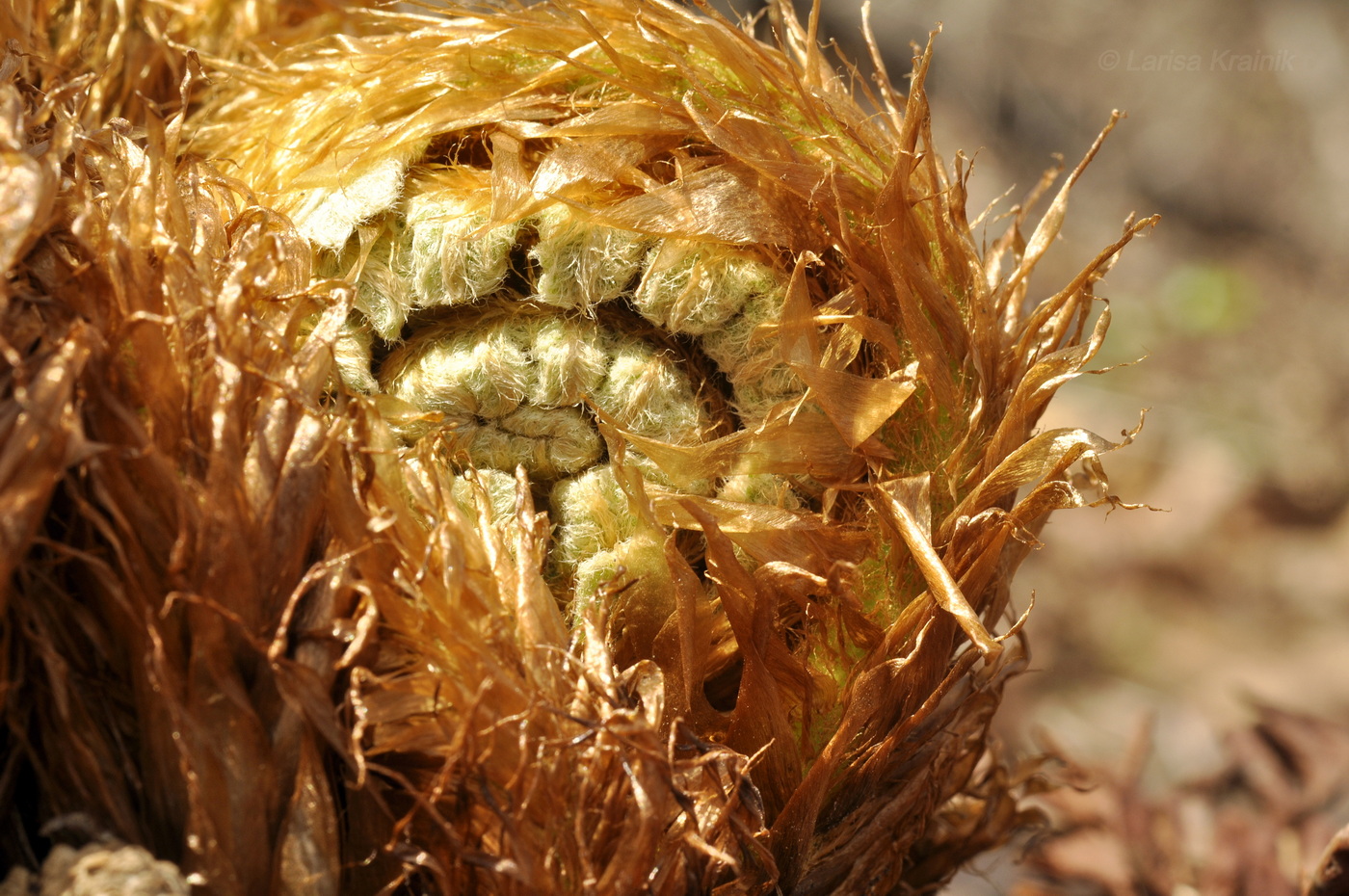 Изображение особи Dryopteris crassirhizoma.