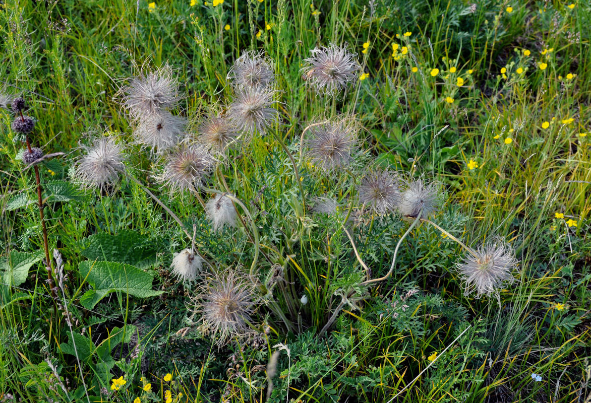 Image of Pulsatilla turczaninovii specimen.