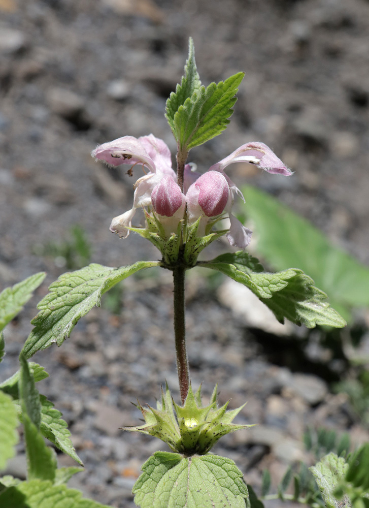 Изображение особи Lamium tomentosum.