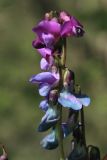 Lathyrus vernus