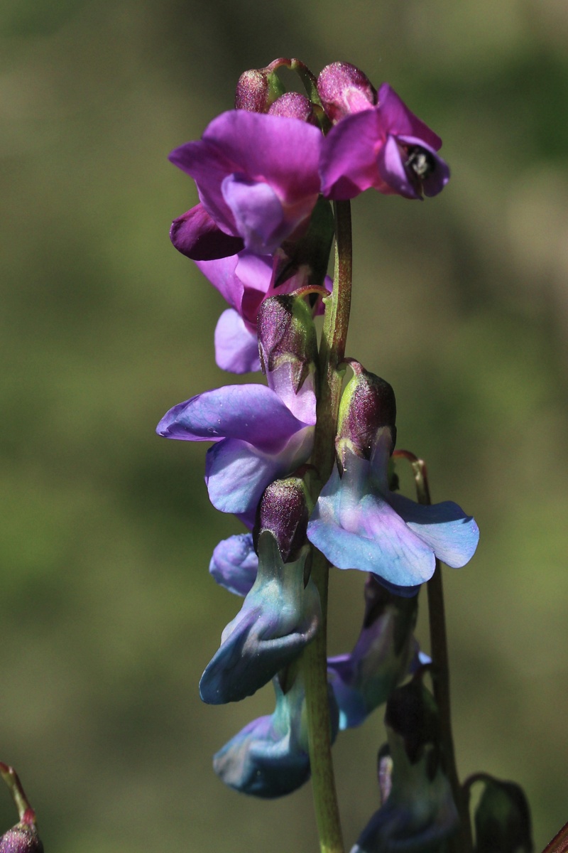 Изображение особи Lathyrus vernus.