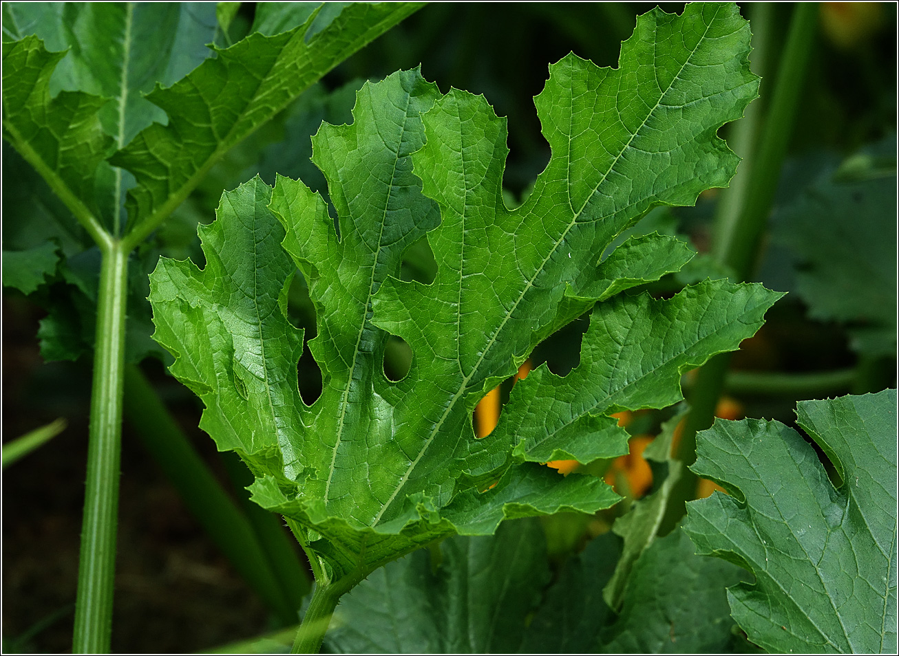 Изображение особи Cucurbita pepo.