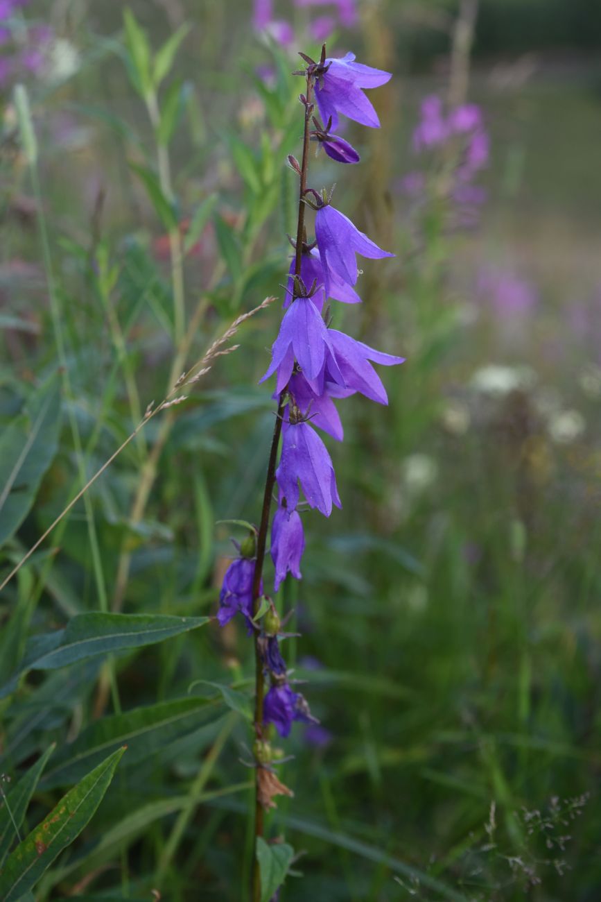 Изображение особи Campanula rapunculoides.