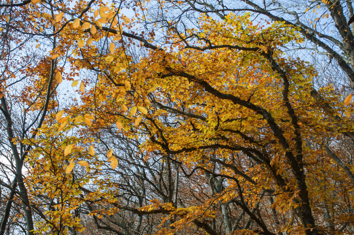 Изображение особи Fagus &times; taurica.