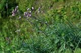 Cirsium setosum