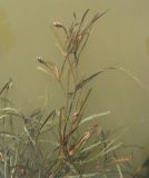 Potamogeton henningii