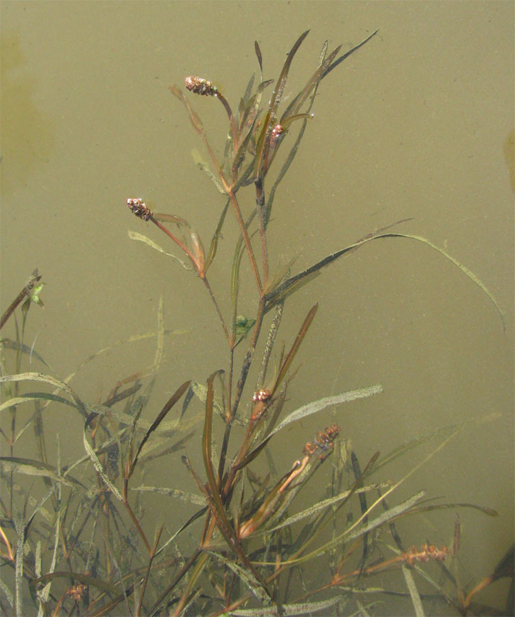 Image of Potamogeton henningii specimen.