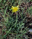 род Tragopogon. Цветущее растение. Дагестан, Казбековский р-н, долина р. Сулак, Сулакский каньон, ≈ 900 м н.у.м., каменистый склон. 01.05.2022.