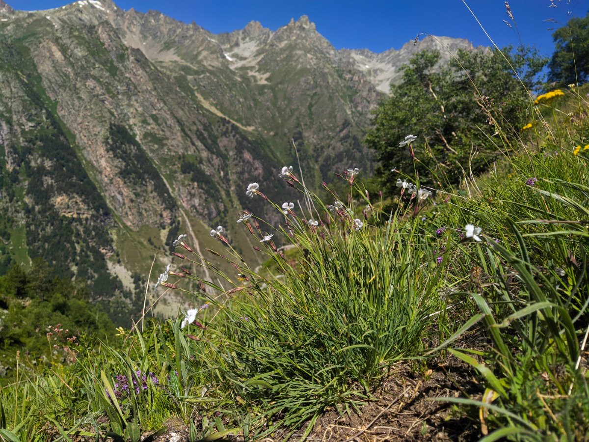 Изображение особи Dianthus cretaceus.