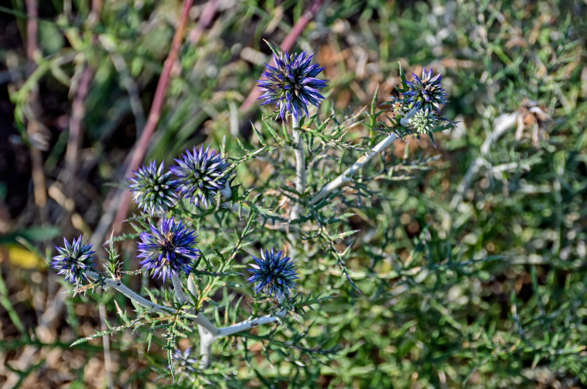 Изображение особи Echinops crispus.