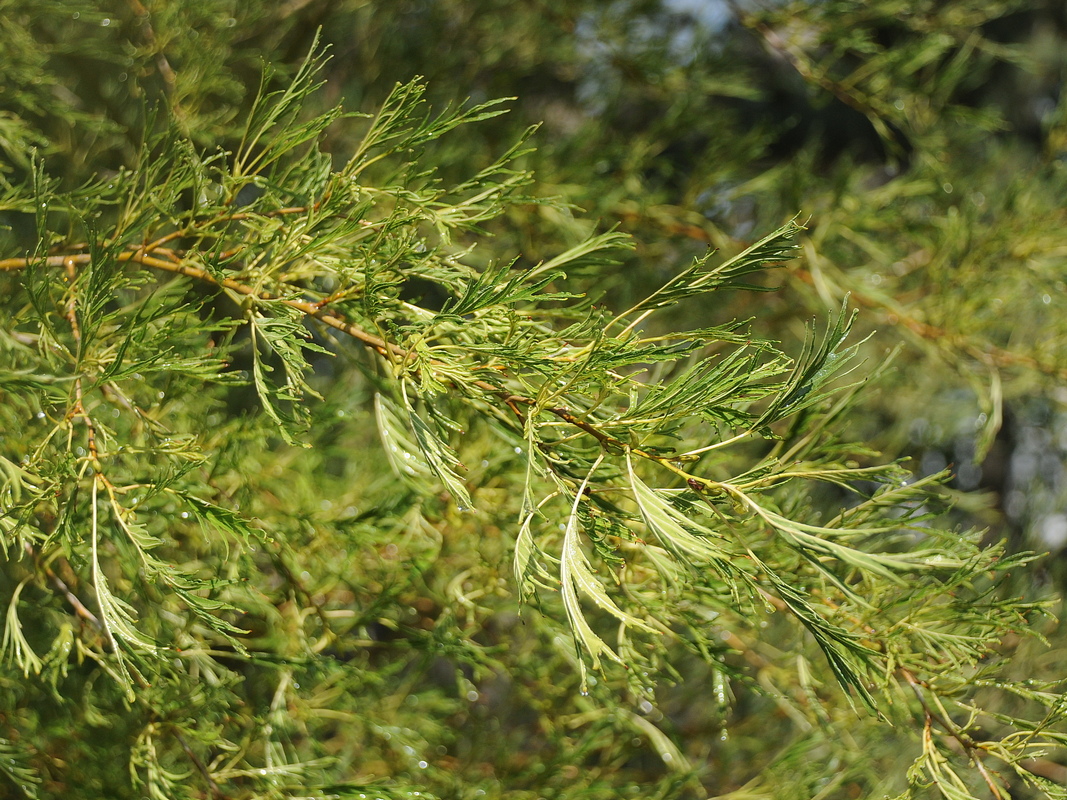 Image of Alnus glutinosa specimen.