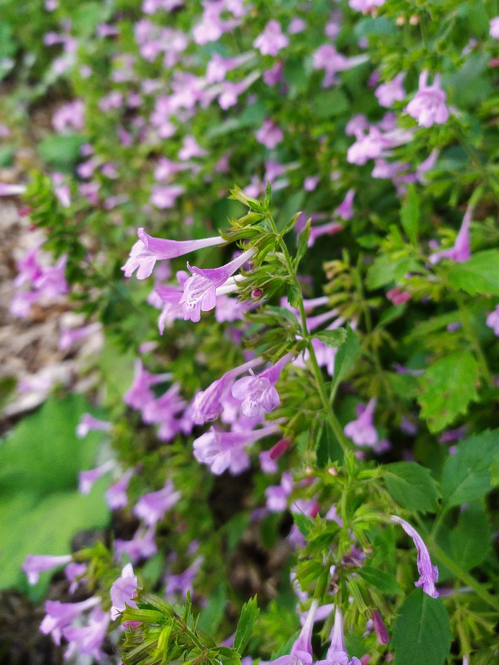 Image of Drymosiphon grandiflorus specimen.