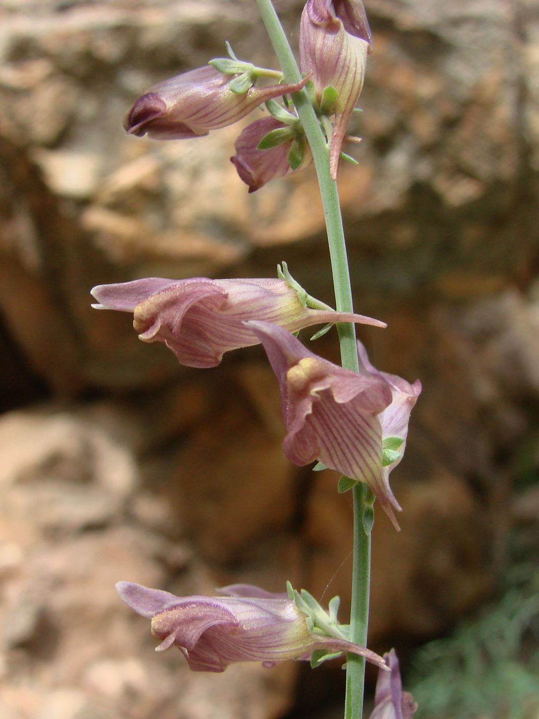 Изображение особи Linaria popovii.