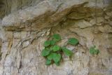 Campanula pendula. Вегетирующее растение. Республика Адыгея, окр. пос. Каменномостский, скала Молоток, стена в гроте. 13 августа 2023 г.