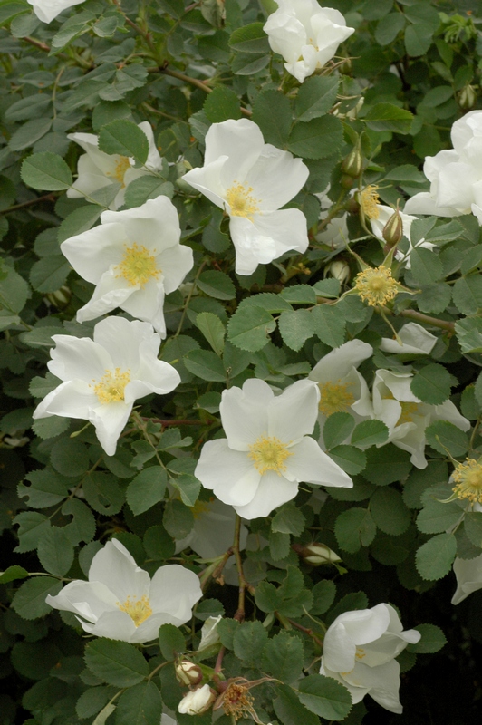 Image of Rosa fedtschenkoana specimen.