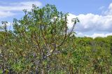 Excoecaria agallocha. Верхушка расцветающего(?) растения. Вьетнам, провинция Кханьхоа, окр. г. Нячанг, остров Орхидей (Hoa Lan), зарастающий эстуарий. 07.09.2023.