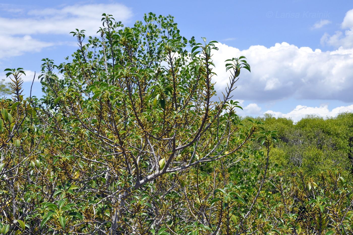 Image of Excoecaria agallocha specimen.