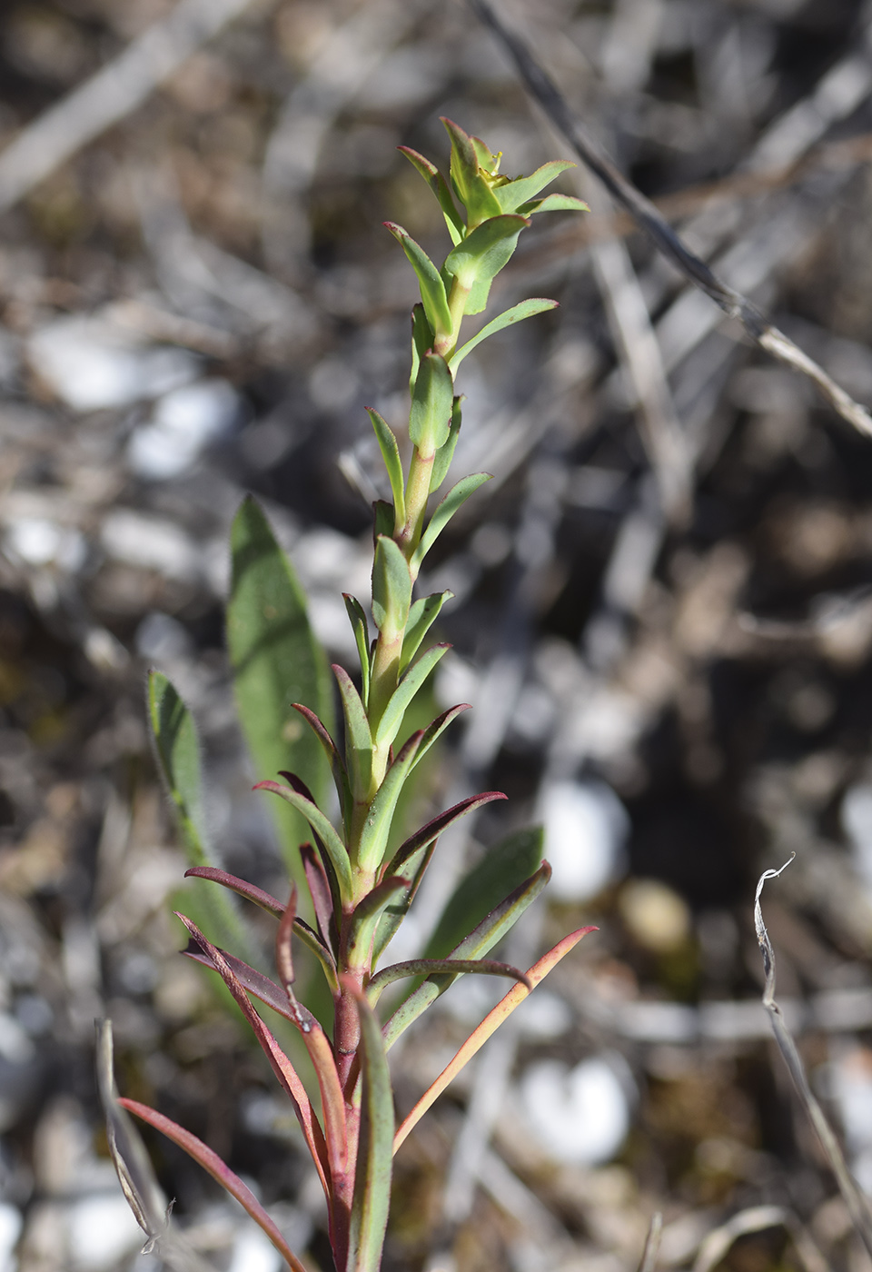 Image of Euphorbia terracina specimen.
