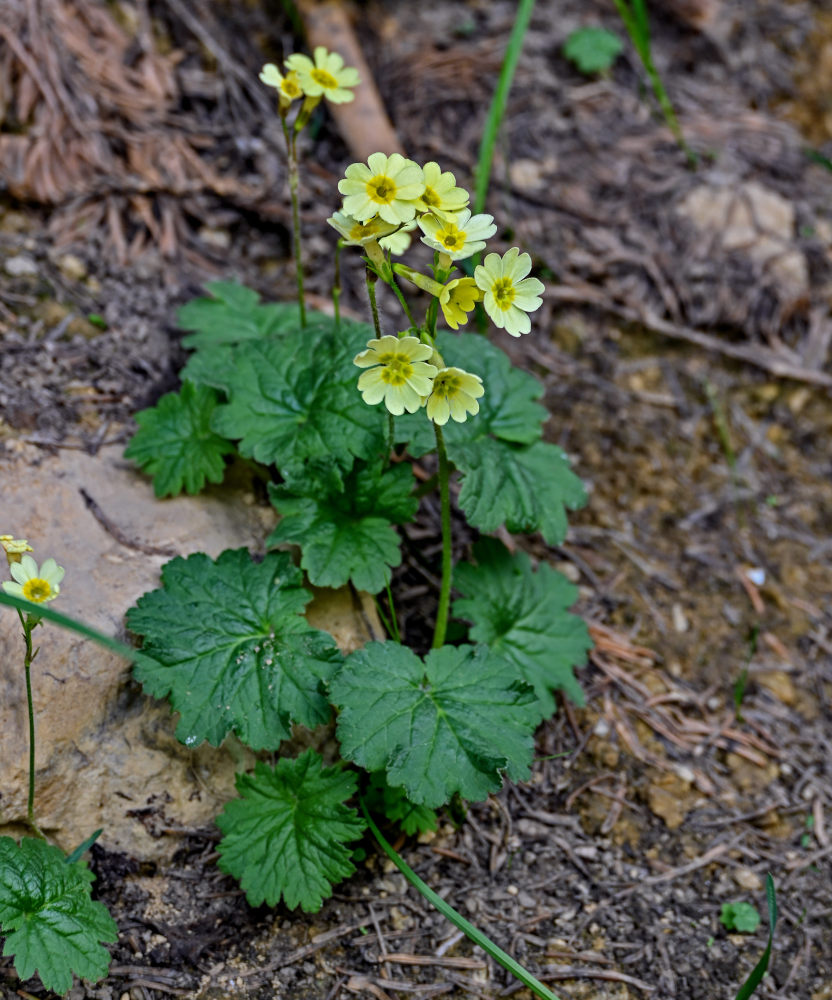 Image of Primula eugeniae specimen.