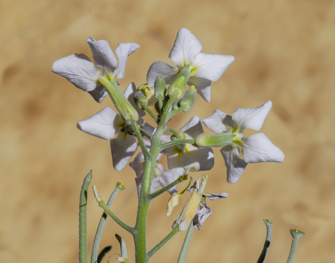 Изображение особи Matthiola incana.