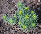 Euphorbia cyparissias