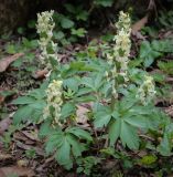 род Corydalis. Цветущие растения. Абхазия, Рицинский реликтовый национальный парк, северный берег оз. Рица, ≈ 900 м н.у.м., старый парк. 13.04.2024.