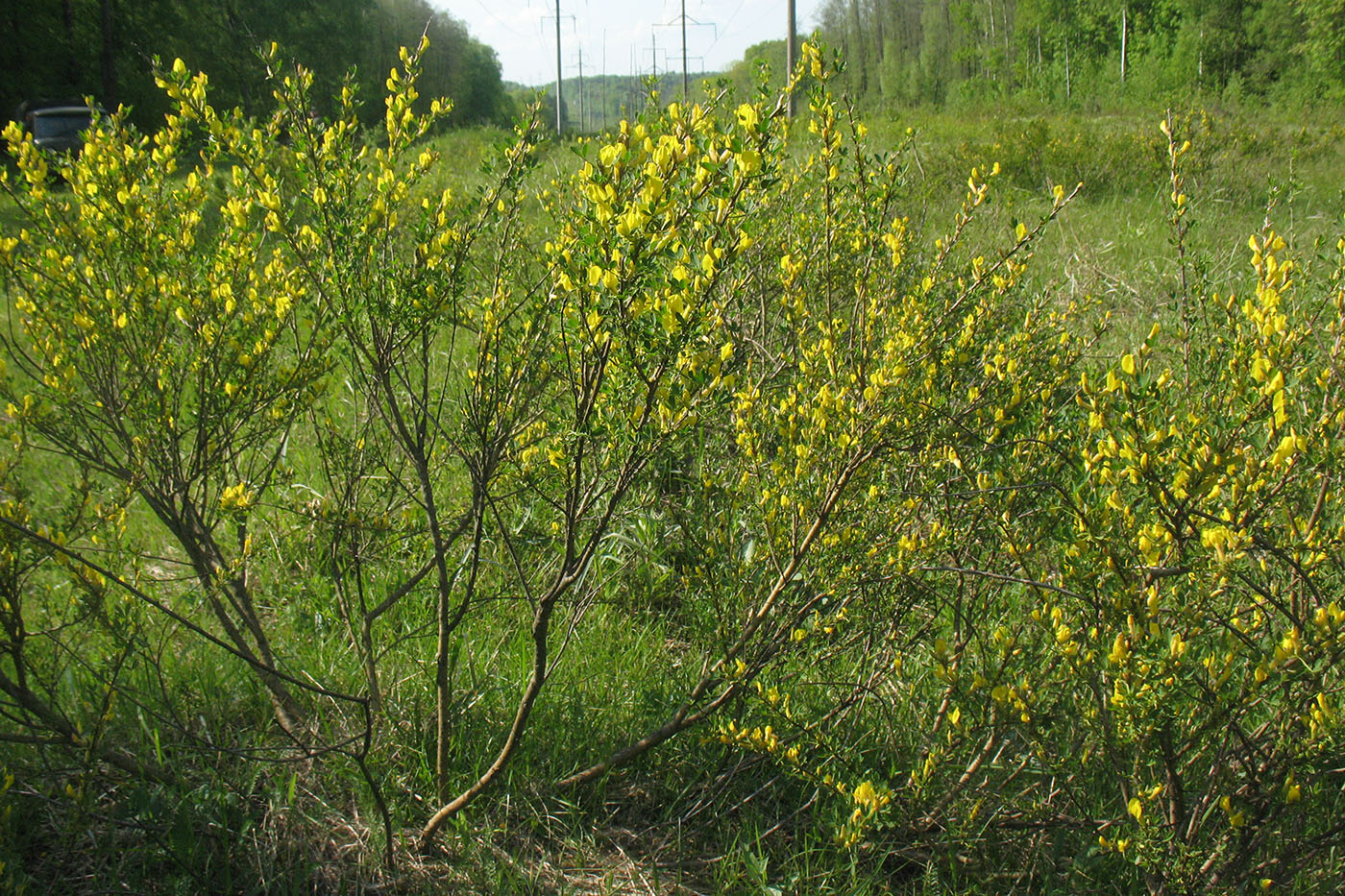 Image of Chamaecytisus ruthenicus specimen.