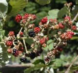 Rubus discolor