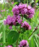 Origanum vulgare. Верхушка цветущего растения. Смоленская обл., Смоленский р-н, окр. пос. Каспля, сухой луг. 06.08.2009.