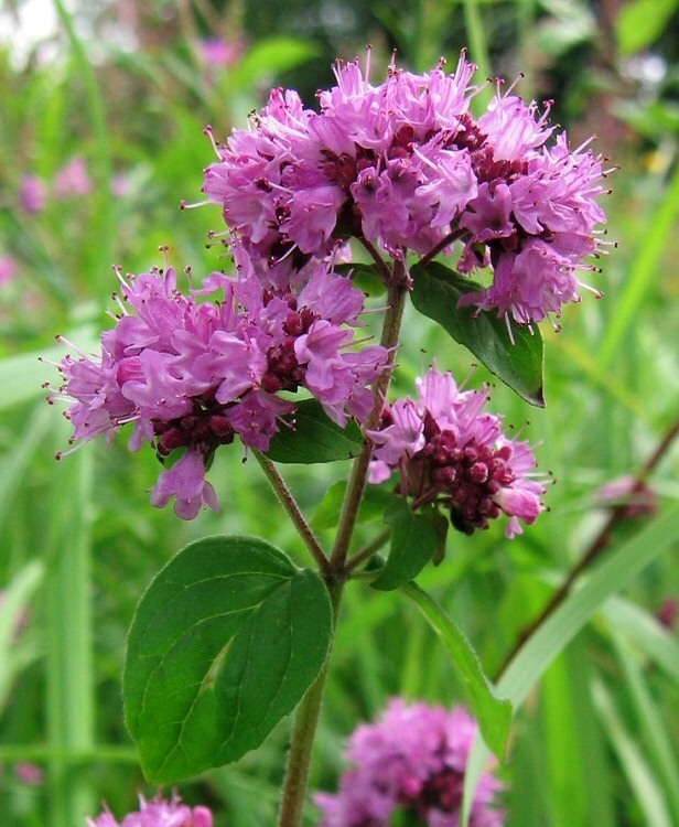 Изображение особи Origanum vulgare.