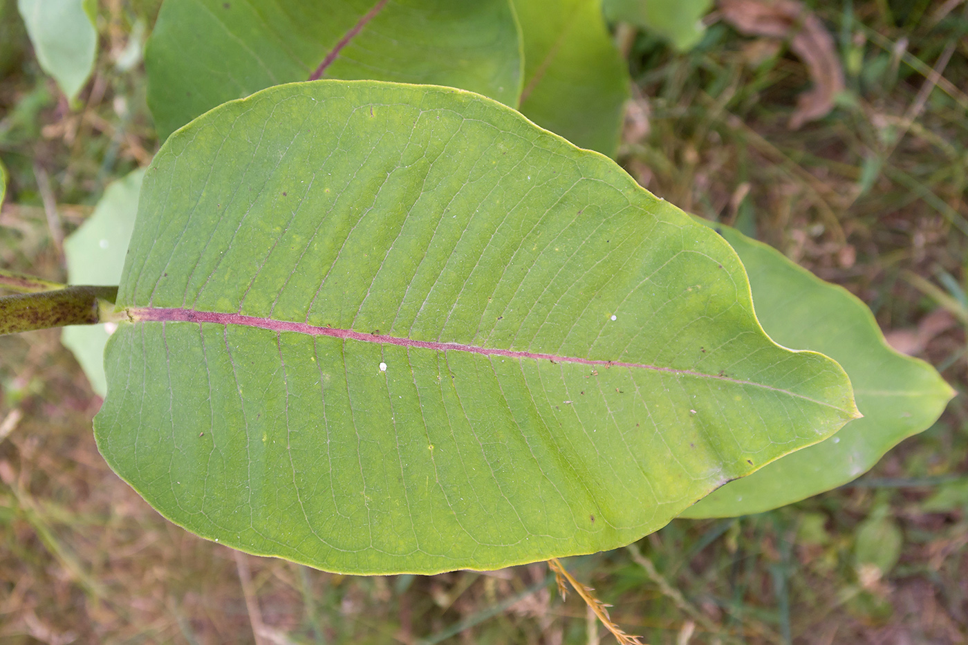 Image of Asclepias syriaca specimen.