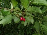 Cornus mas