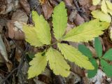 Cardamine quinquefolia