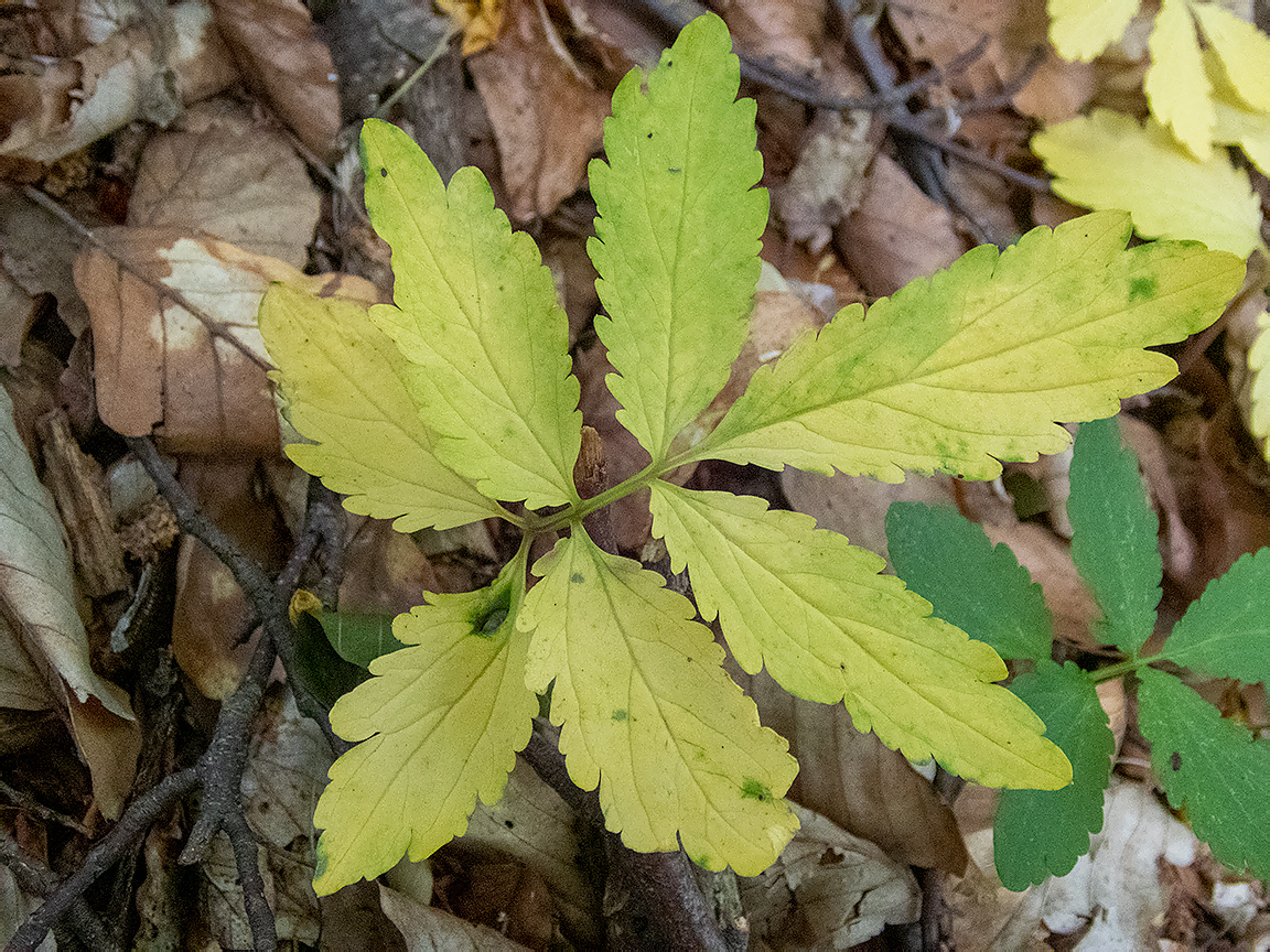 Image of Cardamine quinquefolia specimen.