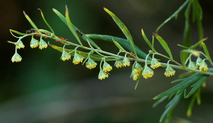 Image of Artemisia sieversiana specimen.