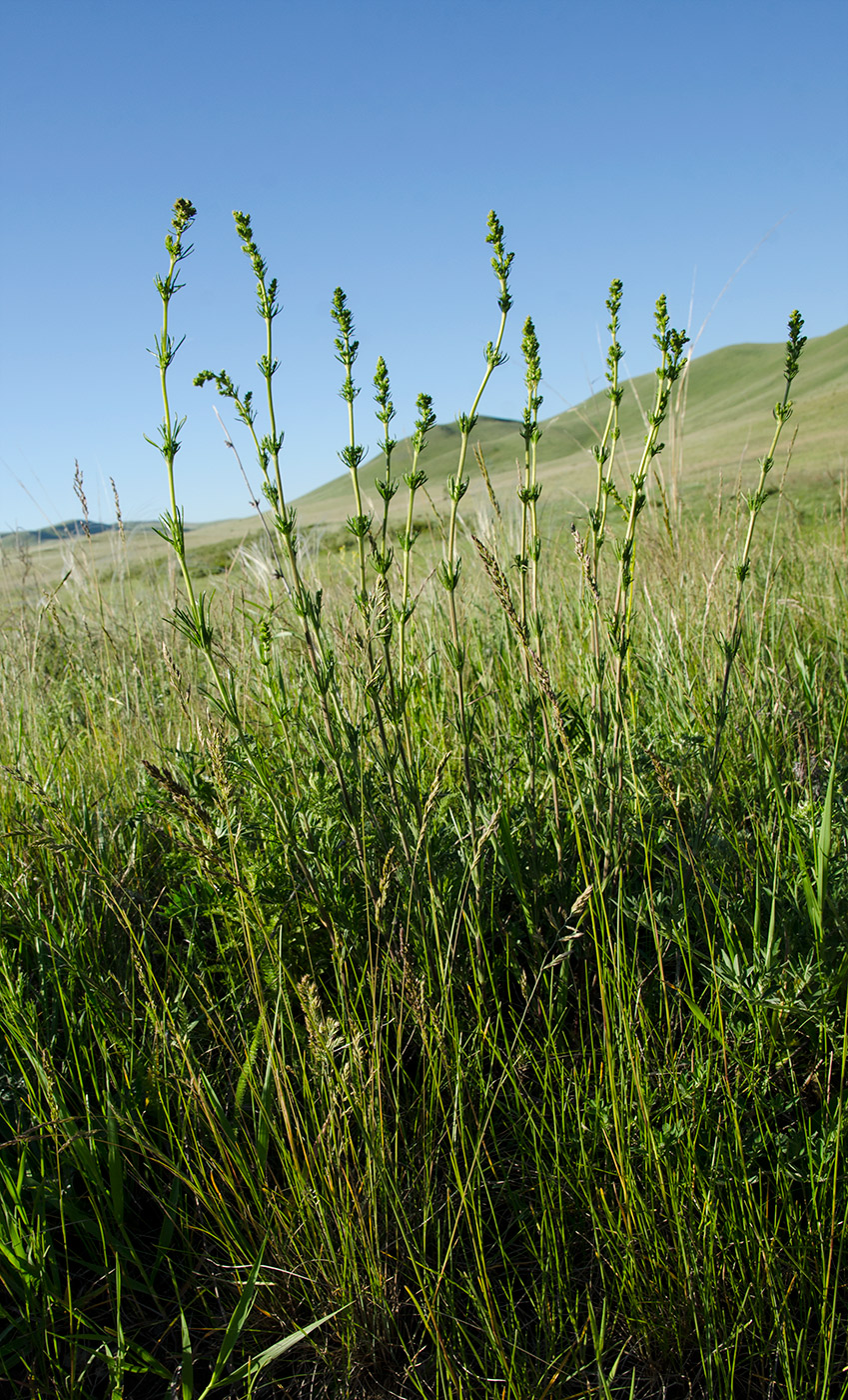 Image of Galium verum specimen.